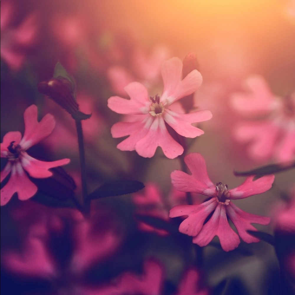 Meet your Posher, Kaitlan